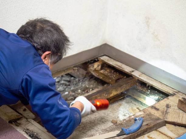 Best Toxic Mold Removal  in Lakewood Ranch, FL
