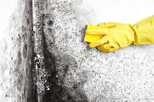 Best Attic Mold Removal  in Lakewood Ranch, FL