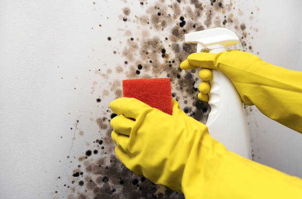 Best Commercial Mold Removal  in Lakewood Ranch, FL